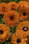 Seminte profesionale Calendula officinalis - Galbenele - imagine 49105